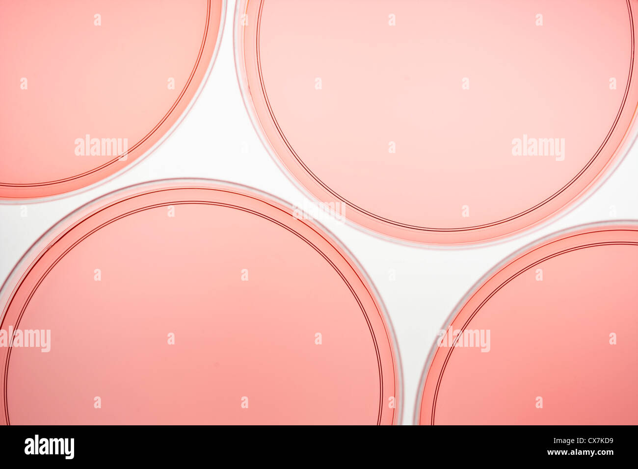 Quattro capsule di petri con liquido di colore rosa Foto Stock