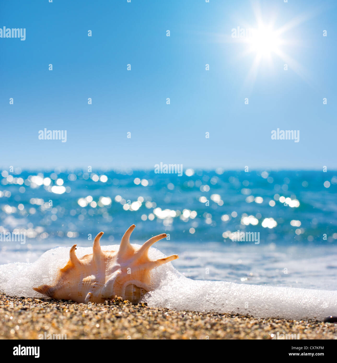 Seashell in il surf e la sabbia del mare Foto Stock