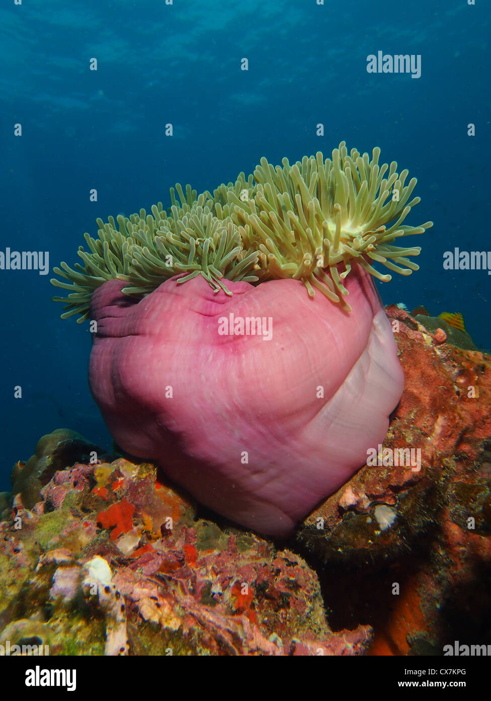Anemone marittimo su una scogliera di corallo Foto Stock