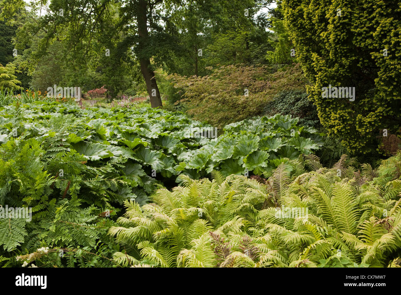 Streamside semina a RHS Garden Harlow Carr vicino a Harrogate nel North Yorkshire, Inghilterra Foto Stock