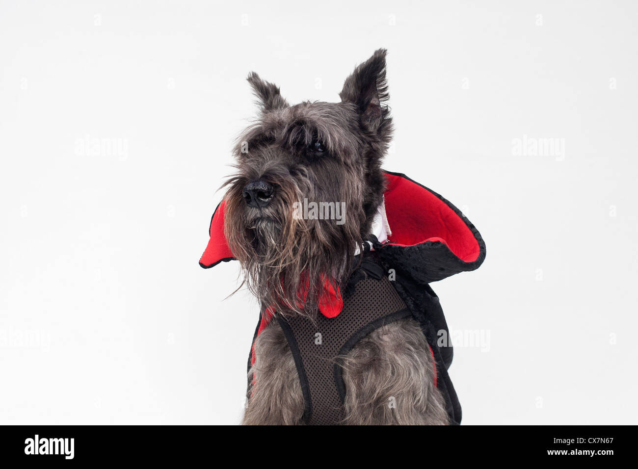 Uno Schnauzer indossando un conte Dracula costume del capo Foto Stock