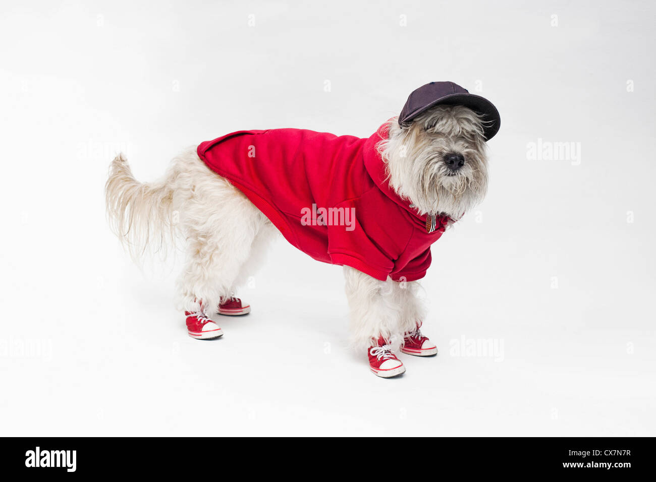 Un Maltipoo che indossa una uniforme da baseball e cappuccio Foto Stock