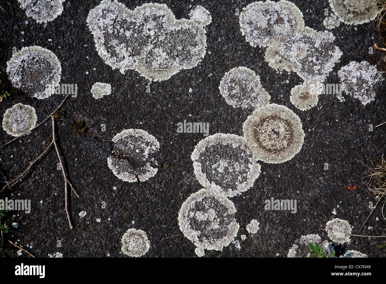 I licheni sulla strada Foto Stock