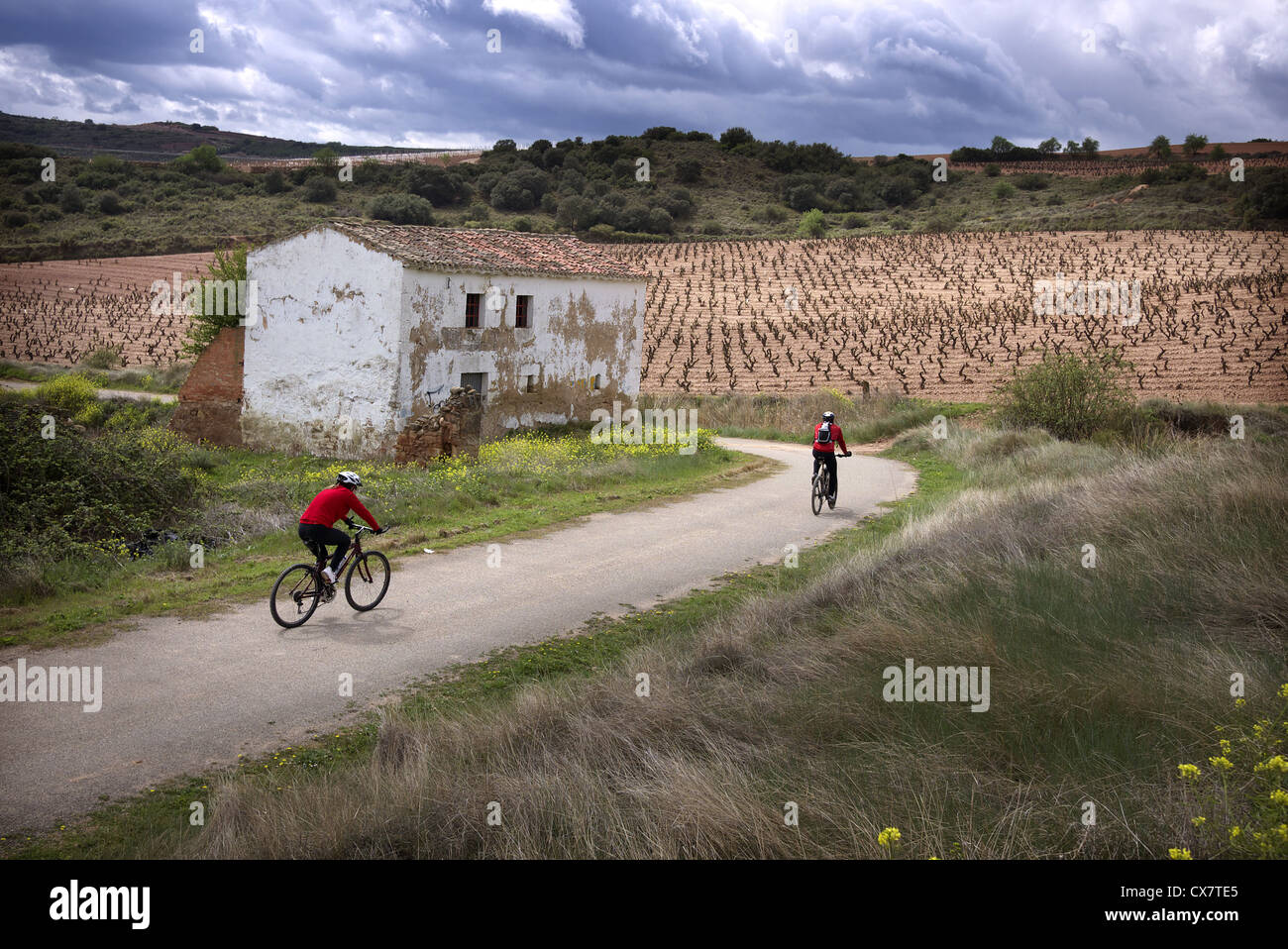 Vigneti nella regione della Rioja di Spagna vicino Navarette. Foto Stock