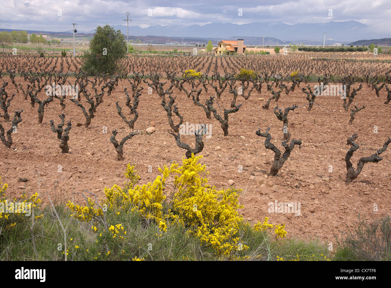 Vigneti nella regione della Rioja di Spagna visto nei primi giorni di primavera. Foto Stock