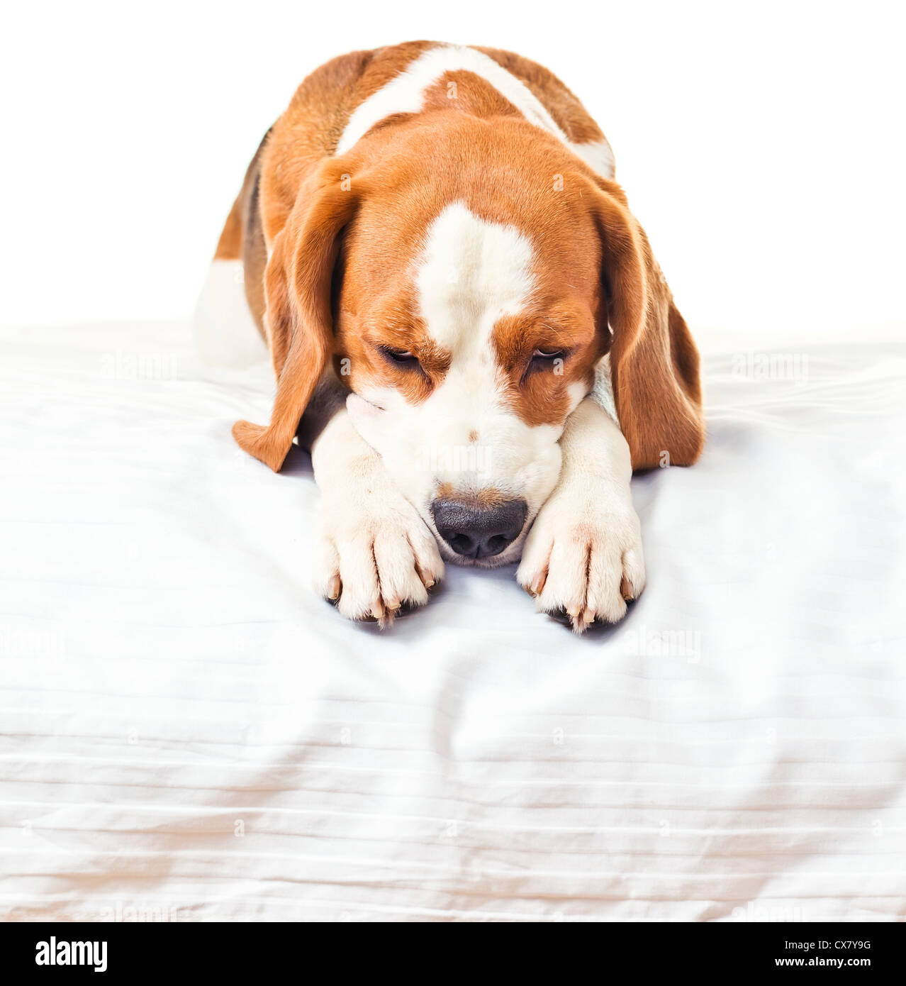 Molto malato cane , isolato su uno sfondo bianco. Foto Stock