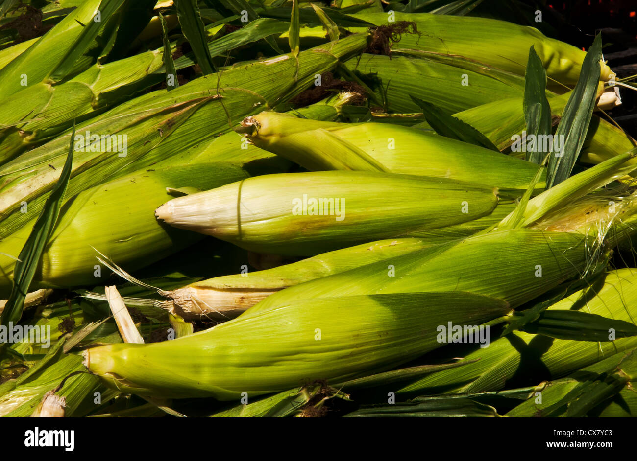 Mazzetto di calli in un mercato degli agricoltori Foto Stock