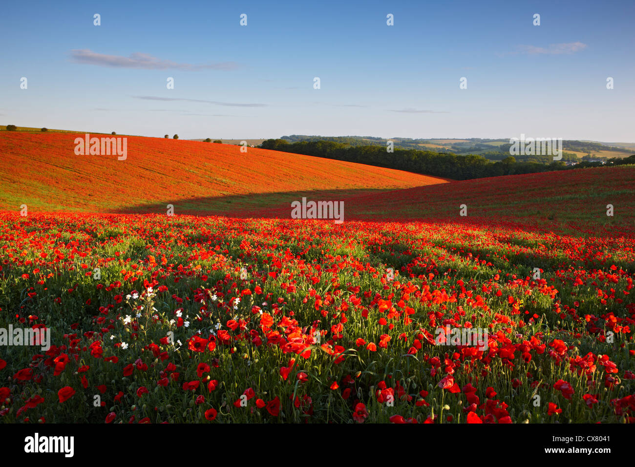 Una fascia di papaveri crescente vicino Falmer, East Sussex Foto Stock