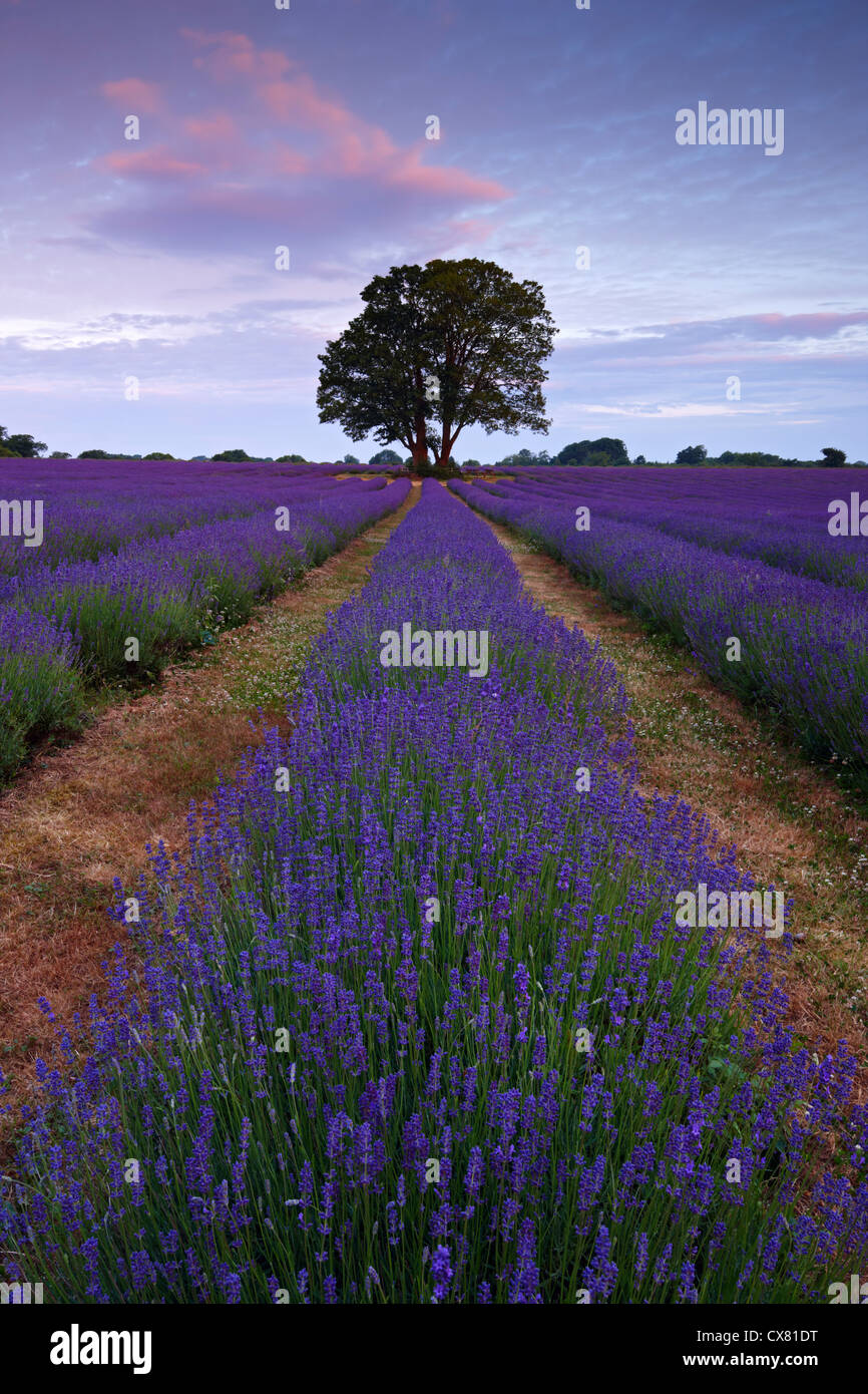 Coltivate biologicamente fioritura di lavanda per tutta l'estate e il raccolto e per i suoi oli essenziali Foto Stock