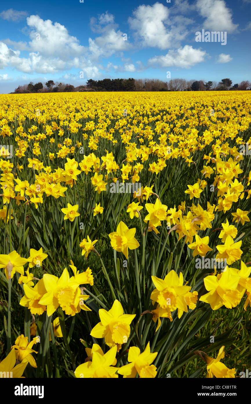 Uno dei molti campi daffodil crescente in tutta la Cornovaglia. I fiori gialli il segnale di inizio della primavera. Foto Stock