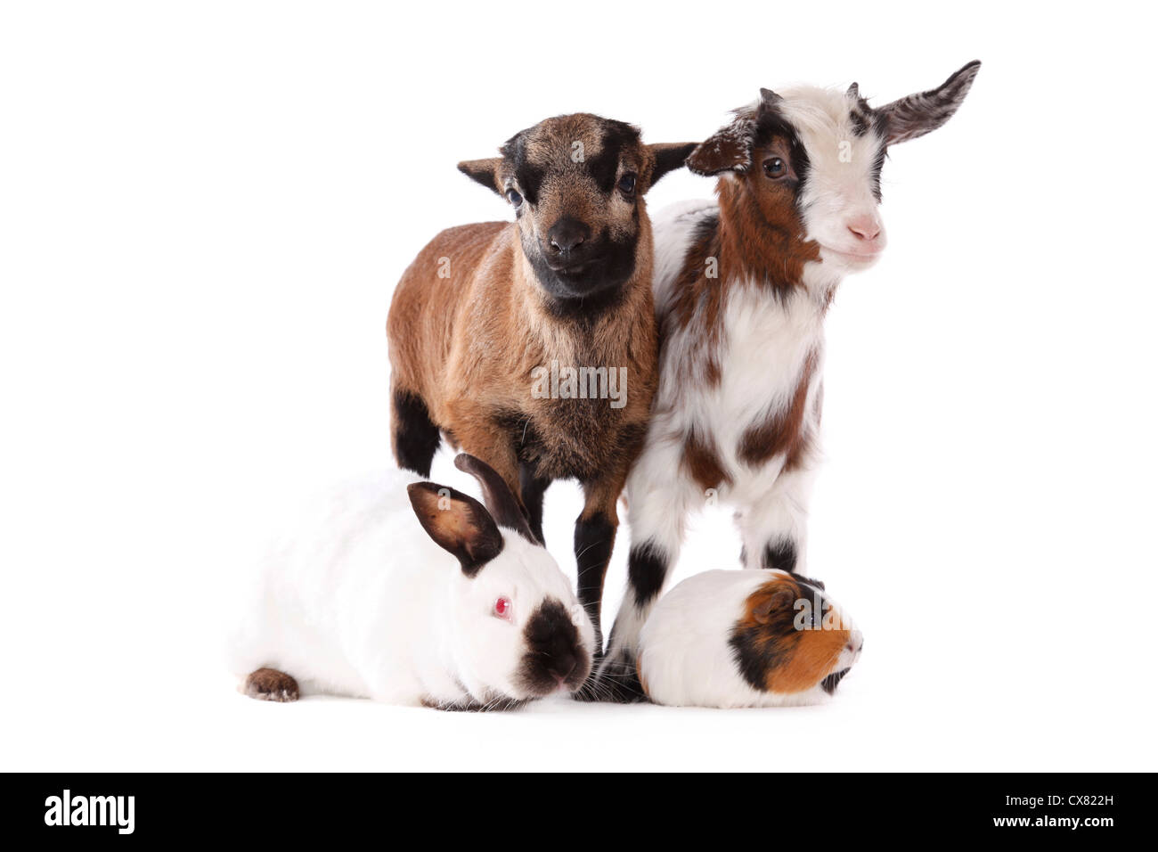 La capra, agnello, cavia, coniglio Foto Stock