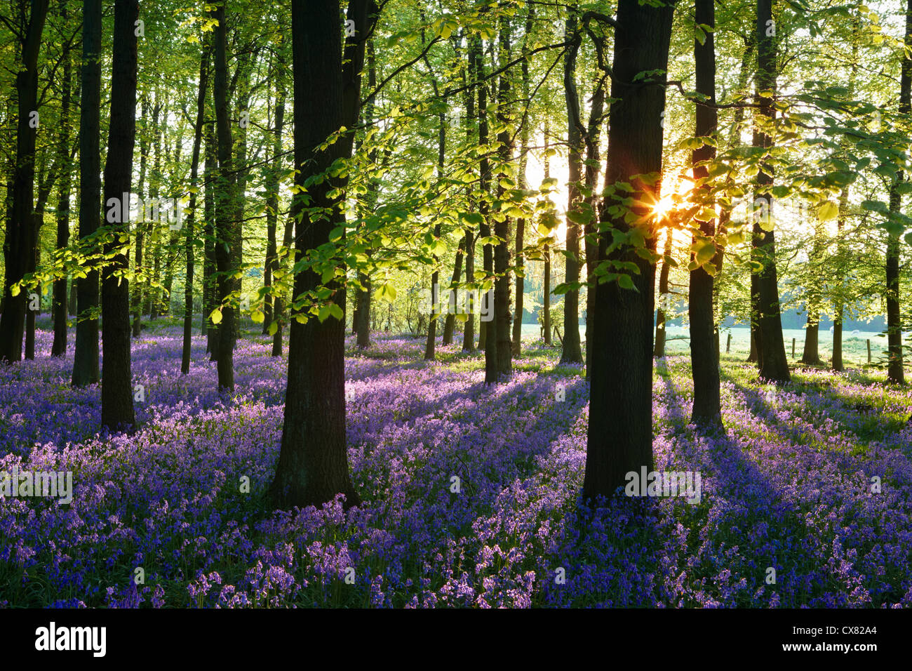 Un rivestimento di inglese bluebells evidenziata dalla luce solare precoce. Un mare nebbioso di tappeti blu nel bosco in piano durante la primavera. Foto Stock