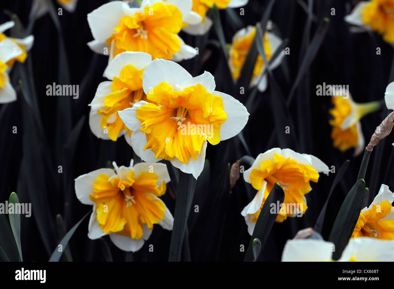 Narcissus aranciera split corona a tazza giallo arancio bianco ritratti vegetali petali di fiori narcisi narcisi bulbi molla Foto Stock