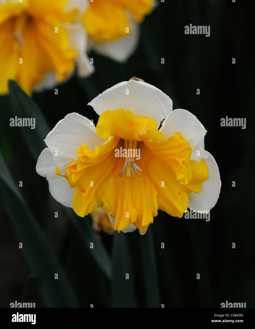 Narcissus aranciera split corona a tazza giallo arancio bianco ritratti vegetali petali di fiori narcisi narcisi bulbi molla Foto Stock