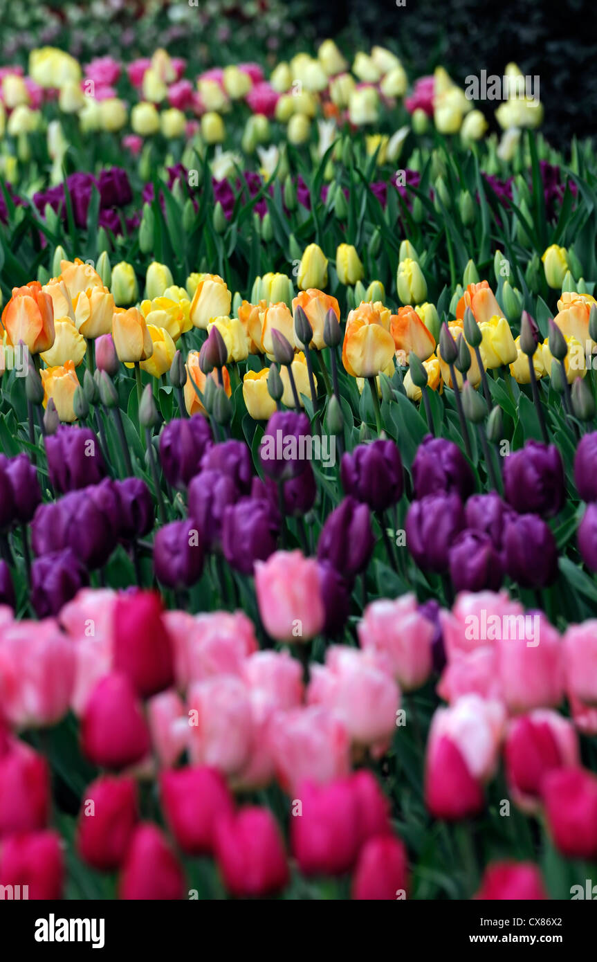 Tulipa negrita albicocca bellezza couleur cardinale tulip tulipani rosa rosso porpora mix letto misto di confine delle lampadine di primavera colore colore Foto Stock
