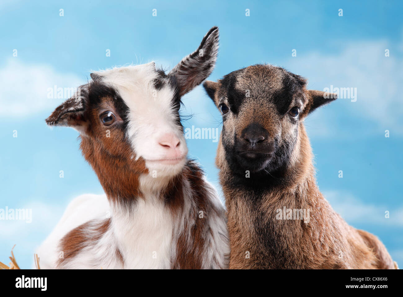 Yeanling capra e agnello yeanling Foto Stock