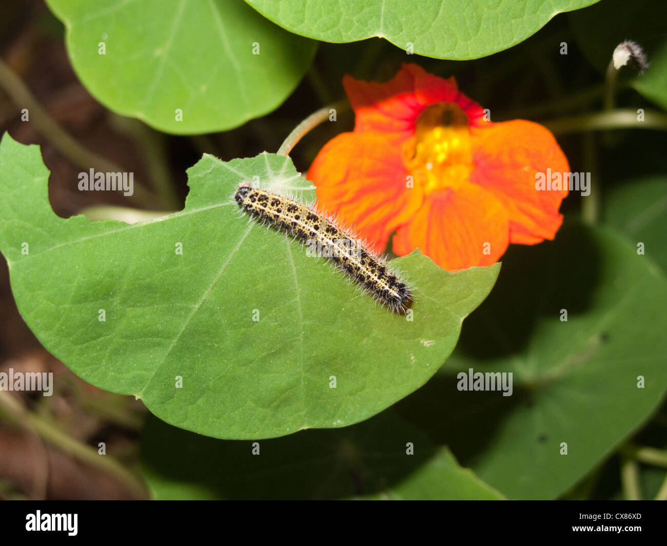 Un caterpillar, nel fuoco, mangiare le foglie di una pianta con un bel fiore di arancia. Era vicino al tramonto e utilizzato il flash. Foto Stock