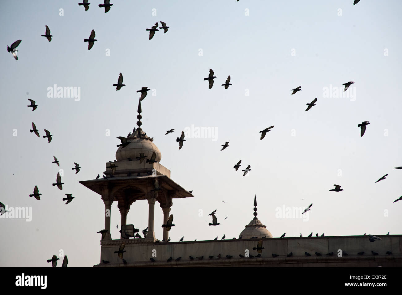 Un intero gregge dei piccioni sulla sommità dei bastioni del Forte Rosso a Nuova Delhi, India. Il gregge tende a muoversi in un gruppo. Foto Stock