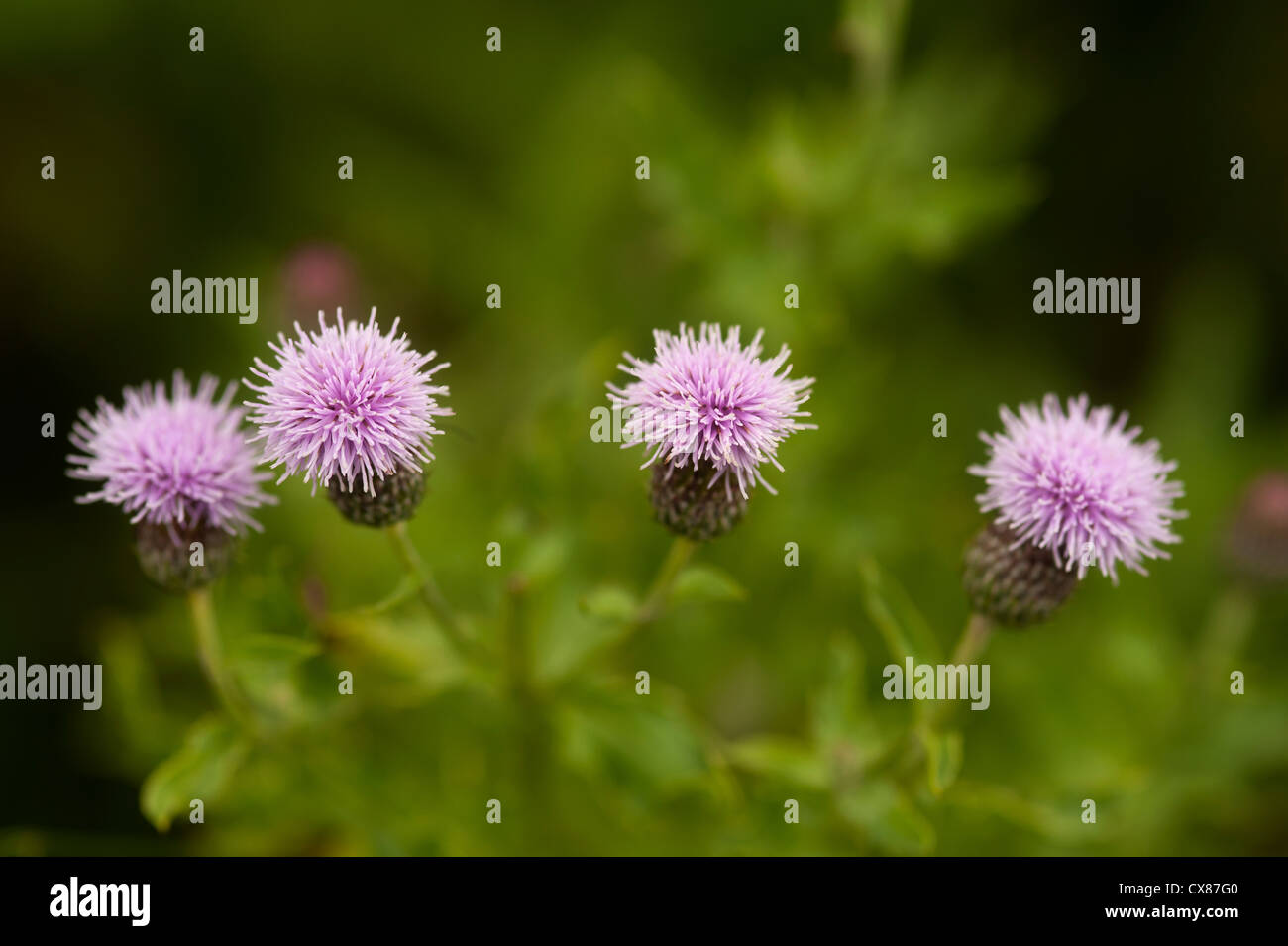 Creeping Thistle crescente selvatici in un prato a Aviemore. SCO 8523 Foto Stock