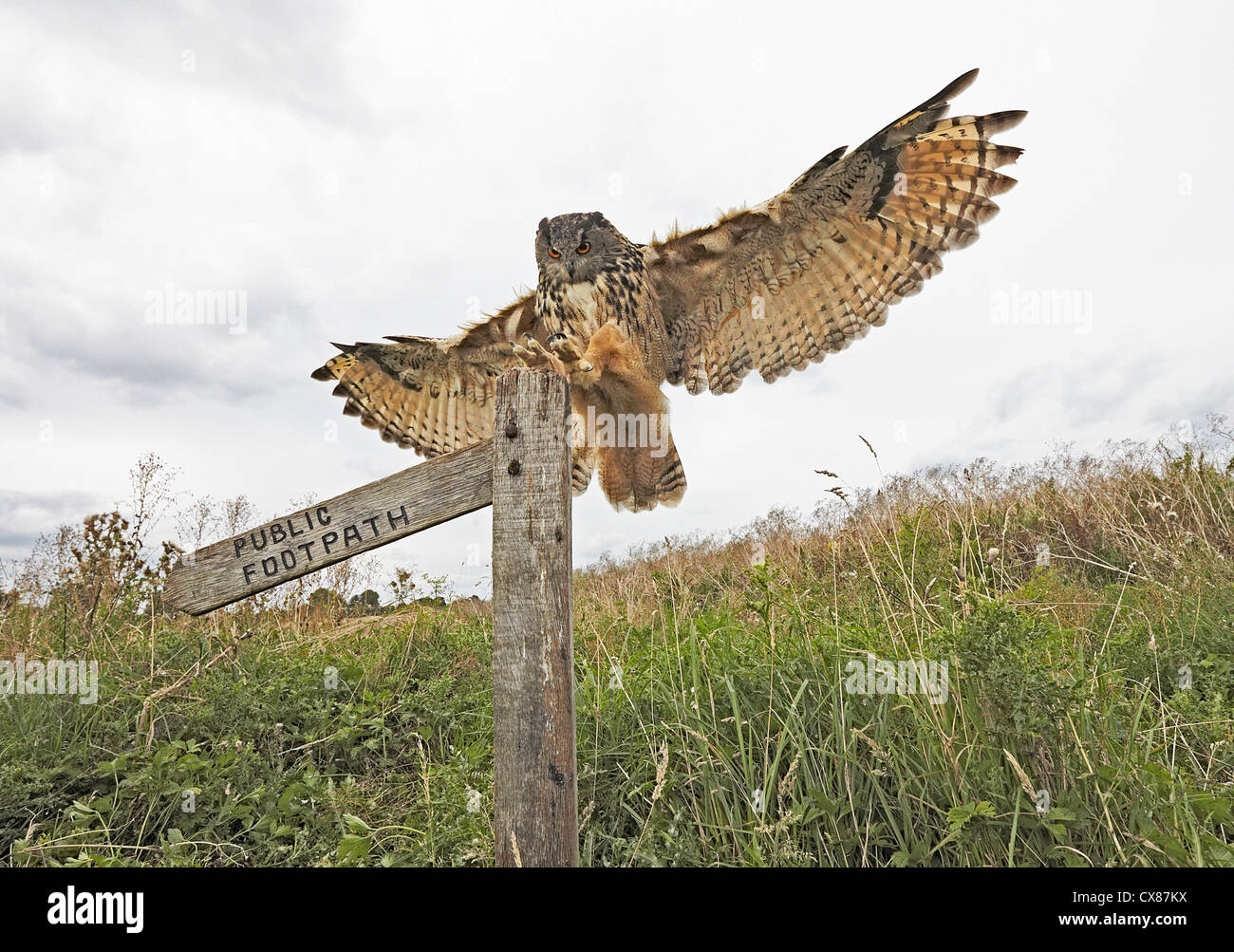 Unione gufo reale Bubo bubo sbarco Foto Stock