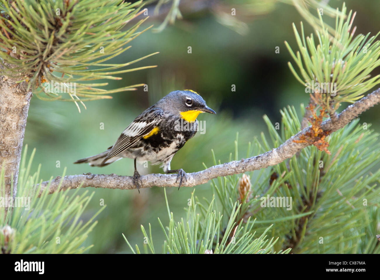 Audubon's Warbler uccello songbird appollaiato in Spruce Foto Stock