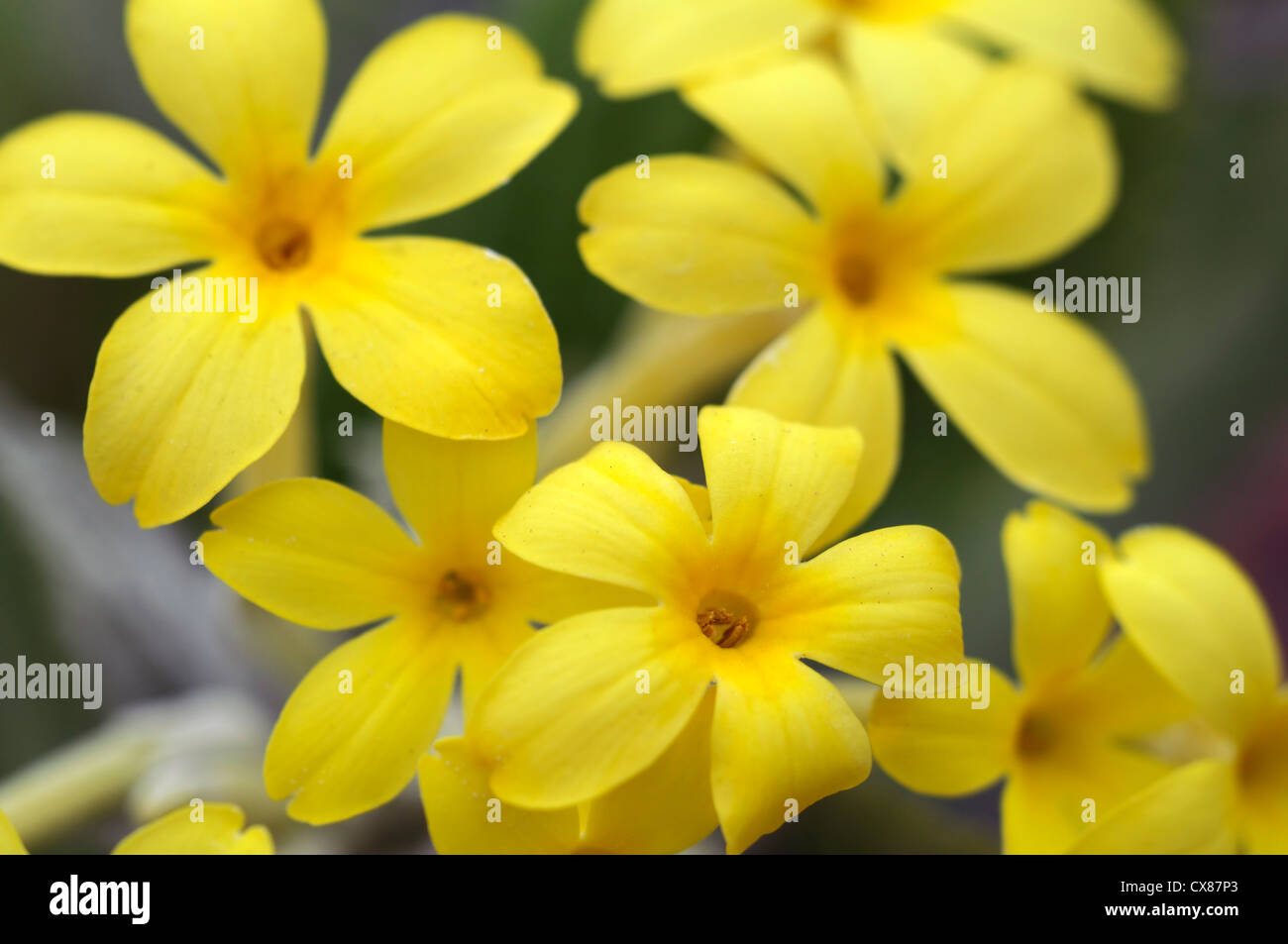 Primula verticillata syn sinonimo Whorled abissino Primrose fiori gialli flower bloom blossom molla Foto Stock
