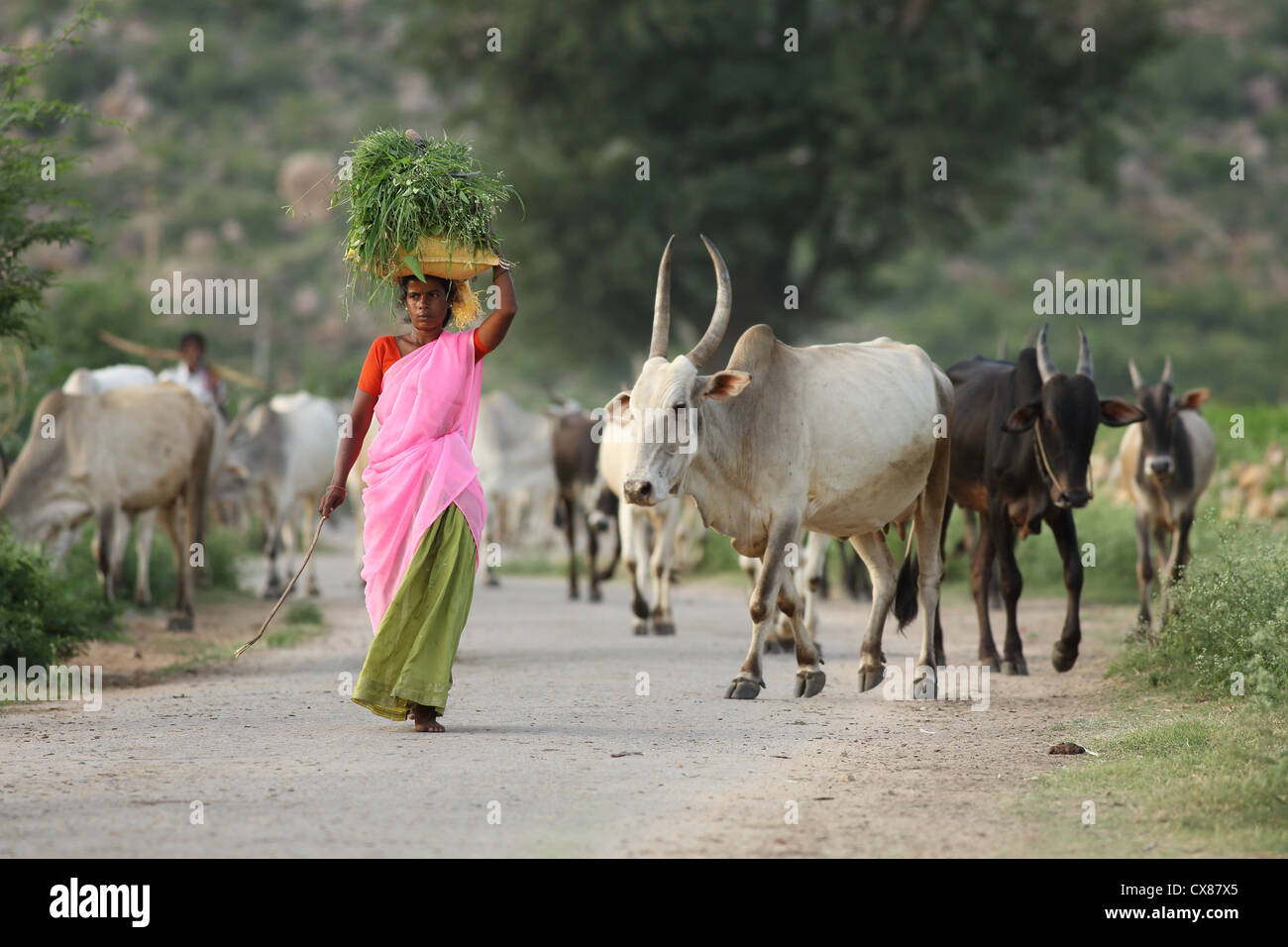 Indiano donna rurale con una mandria di zebu Andhra Pradesh in India del Sud Foto Stock