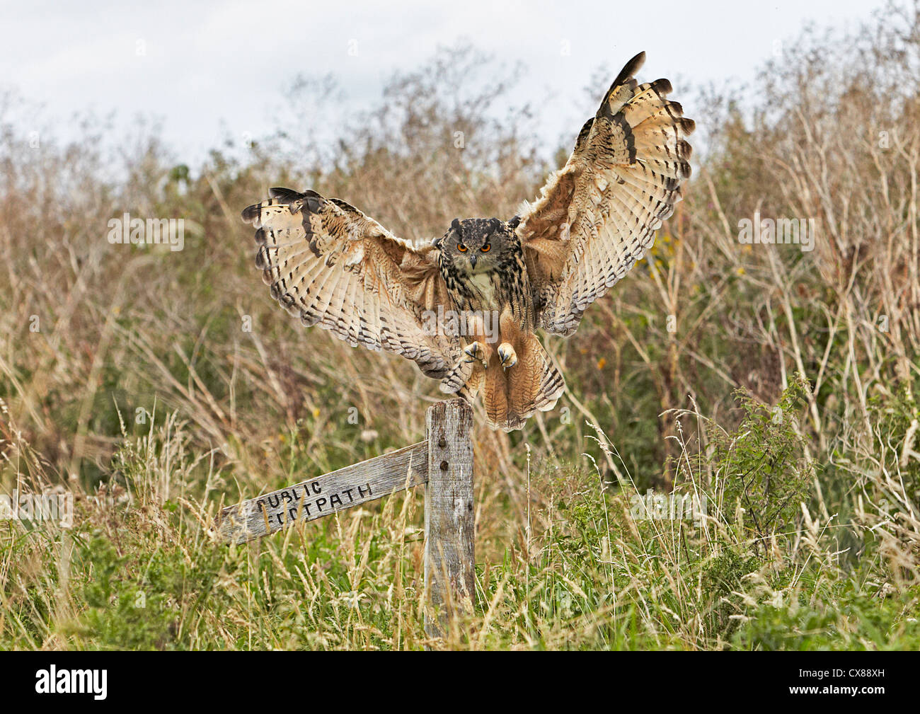 Unione gufo reale Bubo bubo sbarco Foto Stock