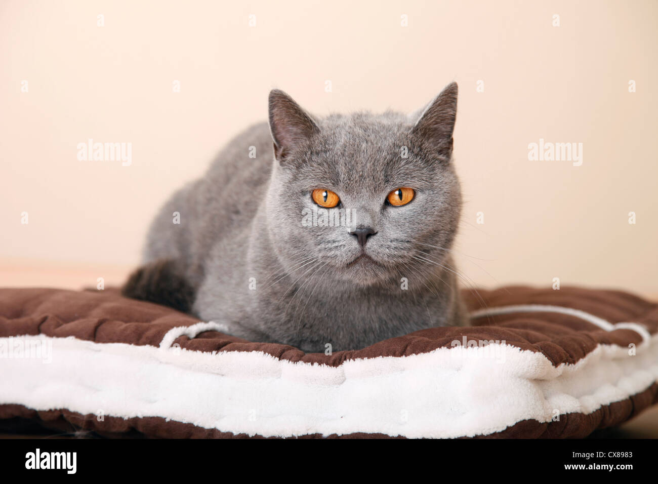 British Shorthair Foto Stock