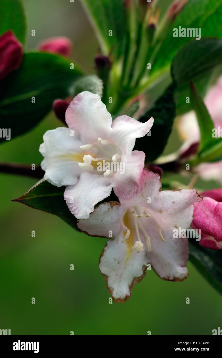 Weigela japonica var sinica fioritura fioriture dei fiori fiori arbusti arbusto rosa bianco impianto ritratti closeup messa a fuoco selettiva Foto Stock