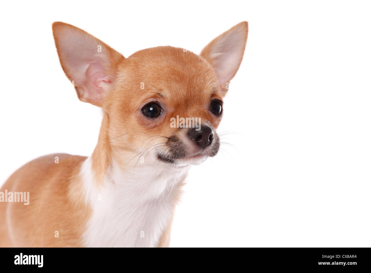 Shorthaired Chihuahua Foto Stock