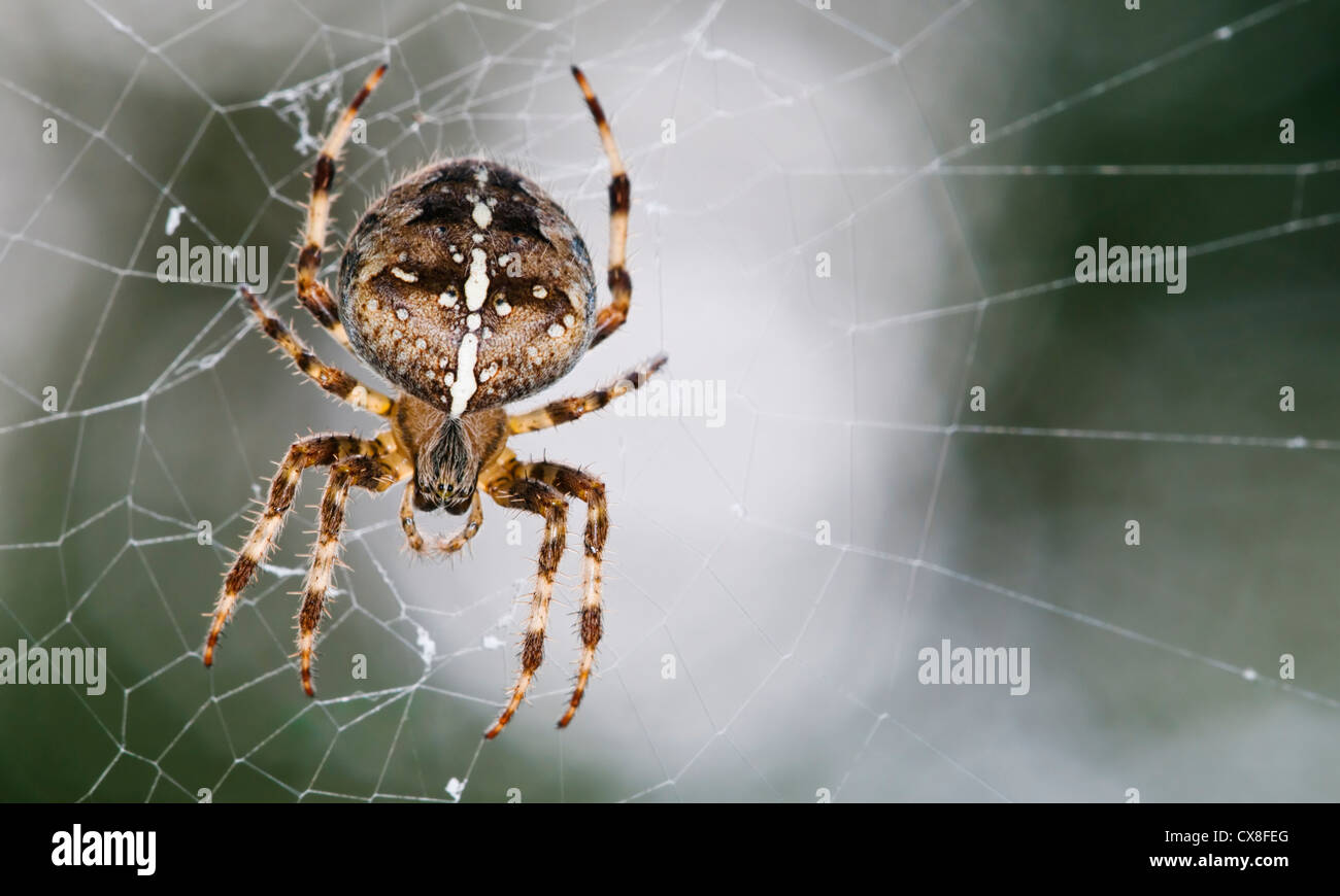 Giardino ragno sul suo web Foto Stock