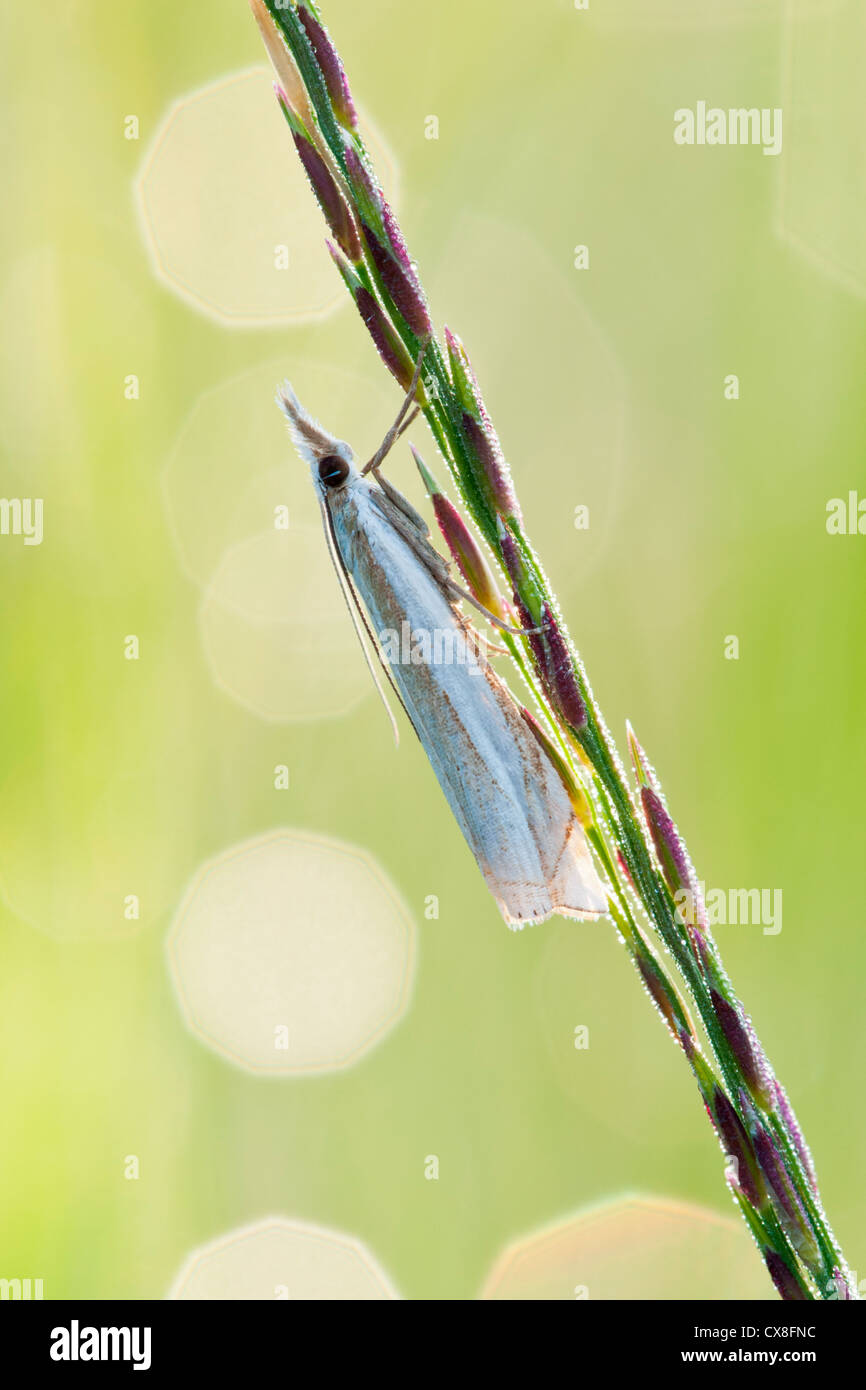 Erba moth a riposo con scintillante evidenziare da goccioline di acqua al sole del mattino Foto Stock