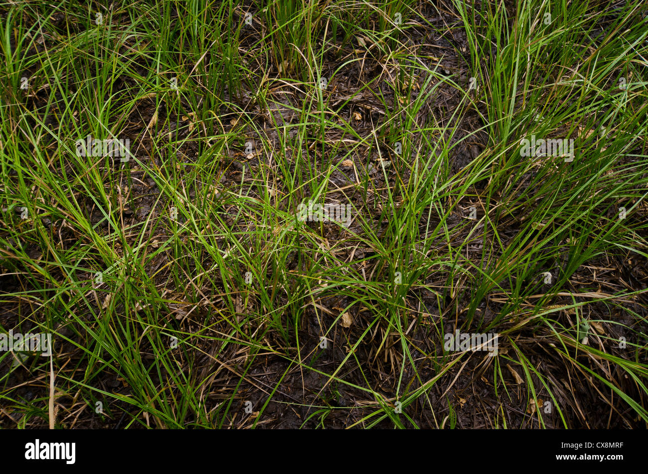 Apache-Sitgreaves National Forest in North Central Arizona. L'area della torbiera. Vicino a FR 288. Foto Stock