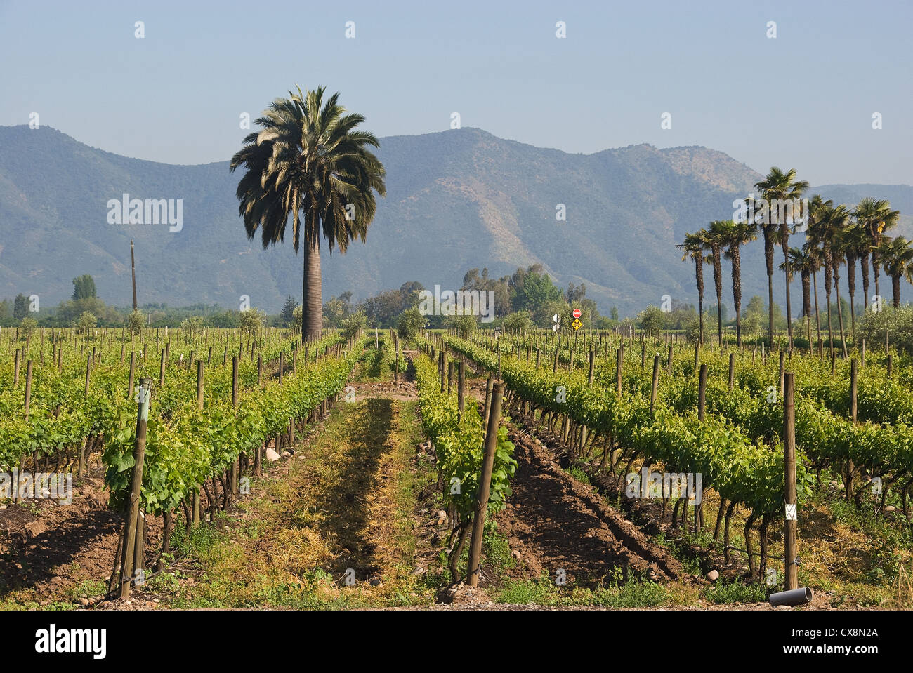 Elk198-1294 CILE, Santiago, cantina Undurraga, vigneto Foto Stock