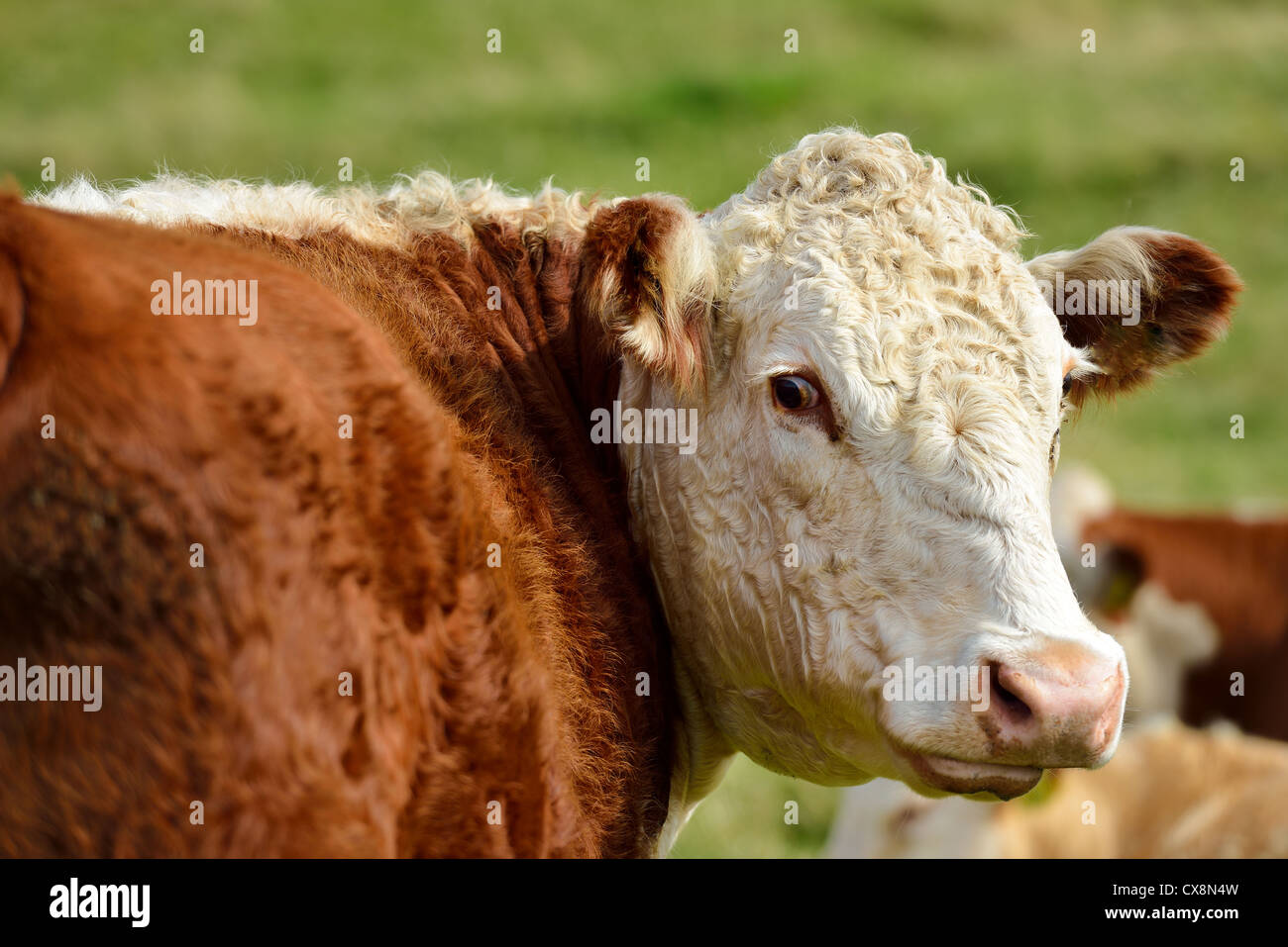 Un felice mucca guarda intorno. Foto Stock