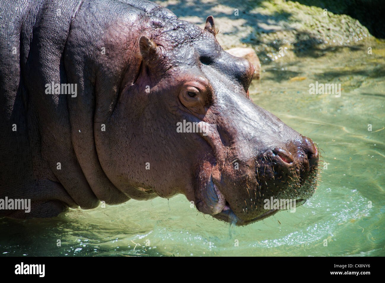 Questa è un immagine di ippopotamo a Toronto Zoo Foto Stock