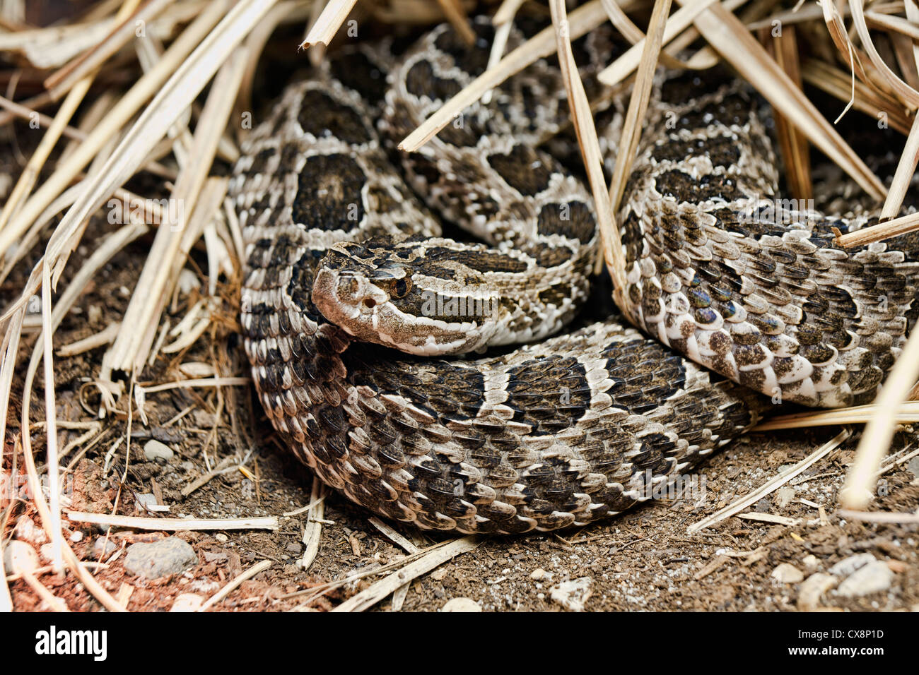 Massasauga orientale Sistrurus catenatus catenatus è un piccolo rattlesnake Foto Stock