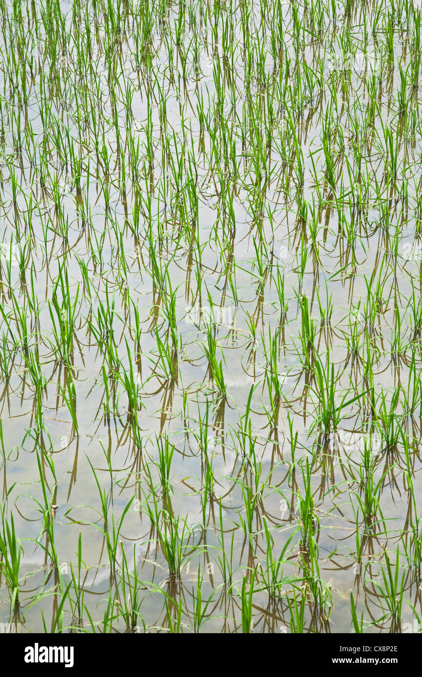 Piantate risaie crescente nel sud-est della Cina Foto Stock