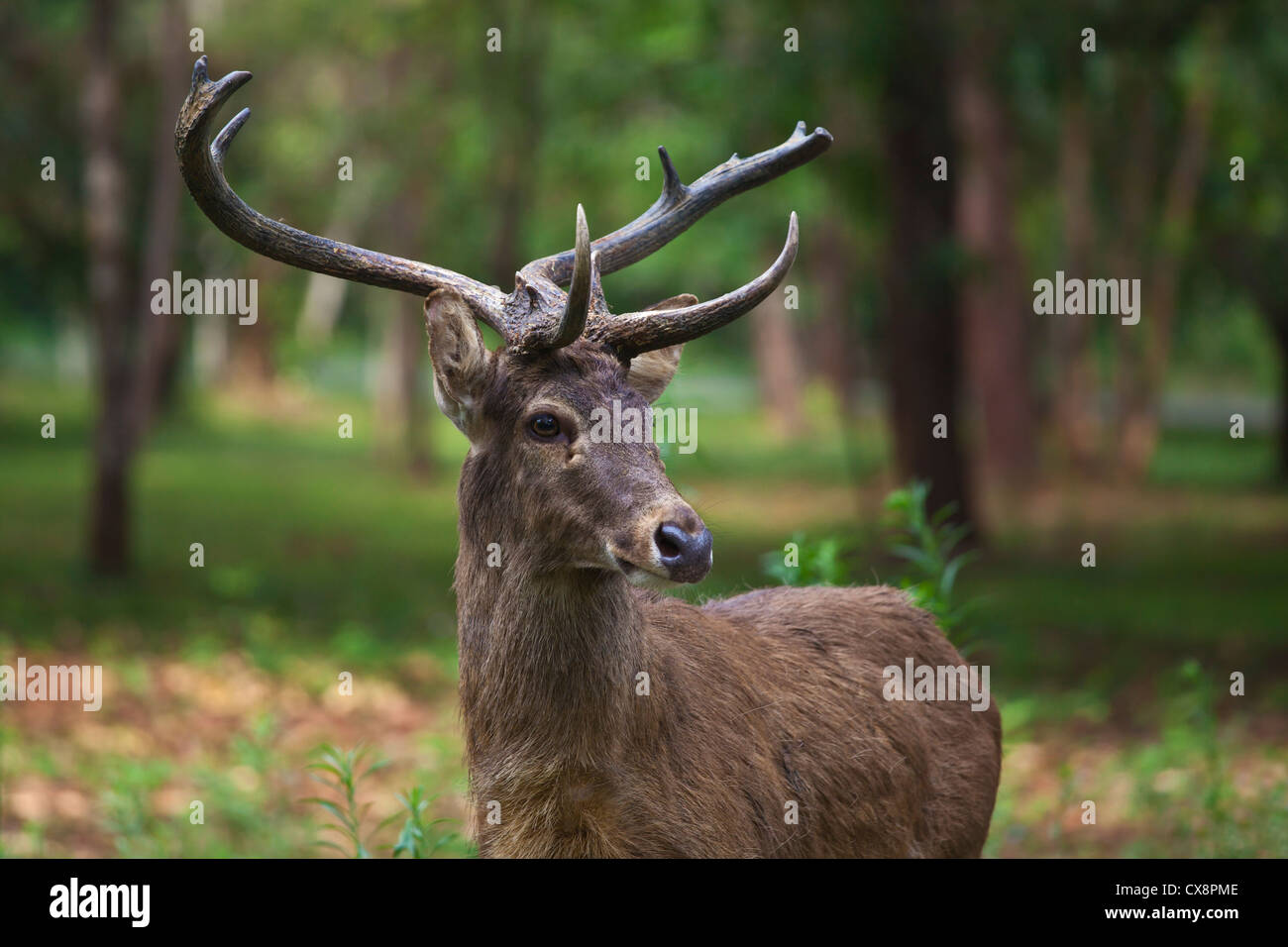 Un ADDIO AL CELIBATO A LIVELLO NAZIONALE KANDAWGYI GIARDINI DI PYIN U LWIN noto anche come MAYMYO - Myanmar Foto Stock
