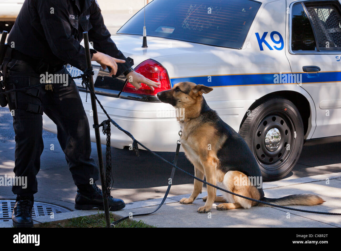Cane di Polizia (Polizia K9 cane sit) - Washington DC, Stati Uniti d'America Foto Stock