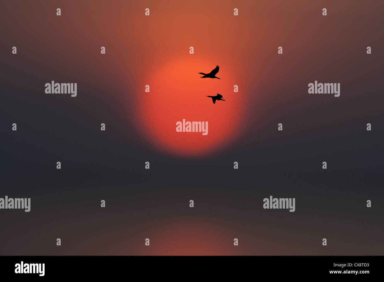 Il cormorano Phalacrocorax carbo andando a roost al tramonto Foto Stock