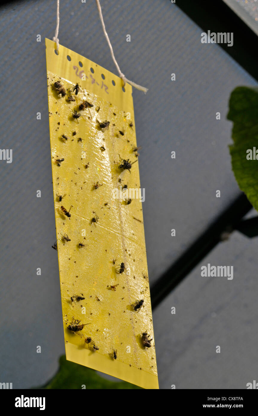 Flypaper, utilizzato per intrappolare insetti nocivi in serra Foto Stock
