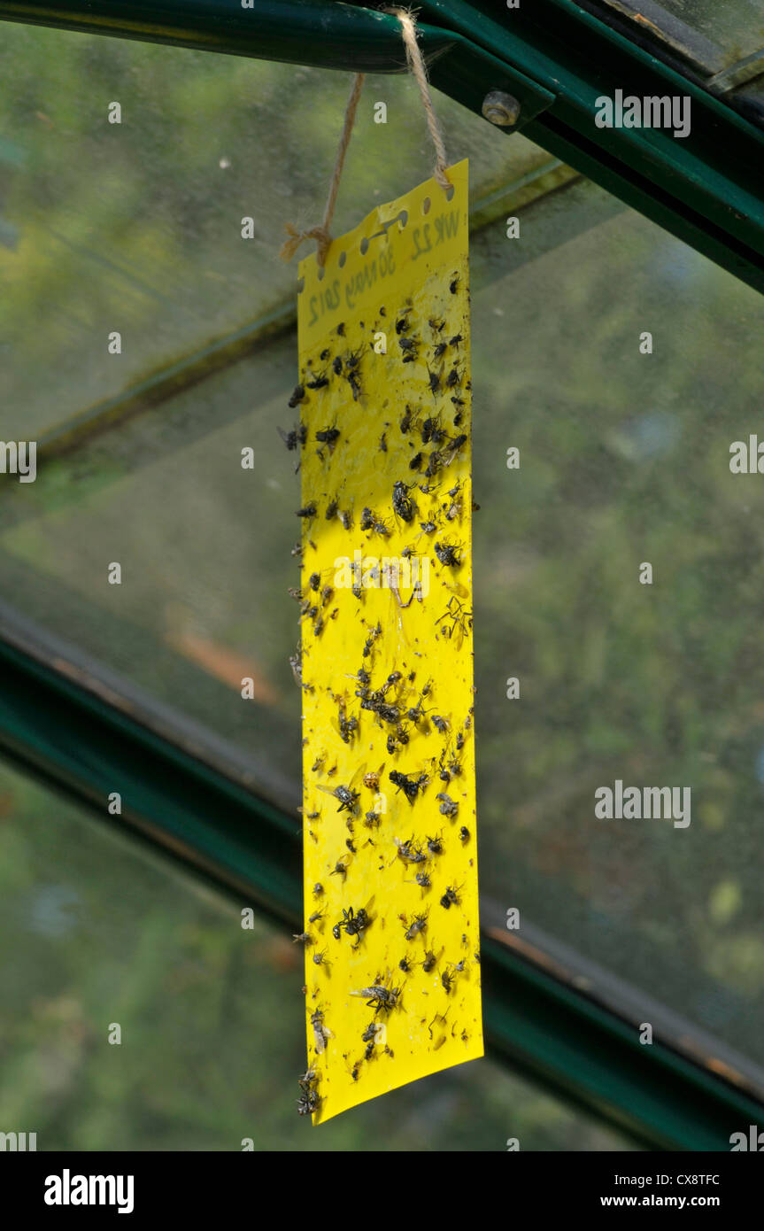 Flypaper, utilizzato per intrappolare insetti nocivi in serra Foto Stock