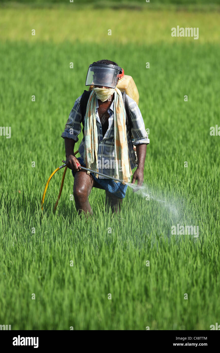 L'agricoltore indiano la spruzzatura di pesticidi Andhra Pradesh in India del Sud Foto Stock