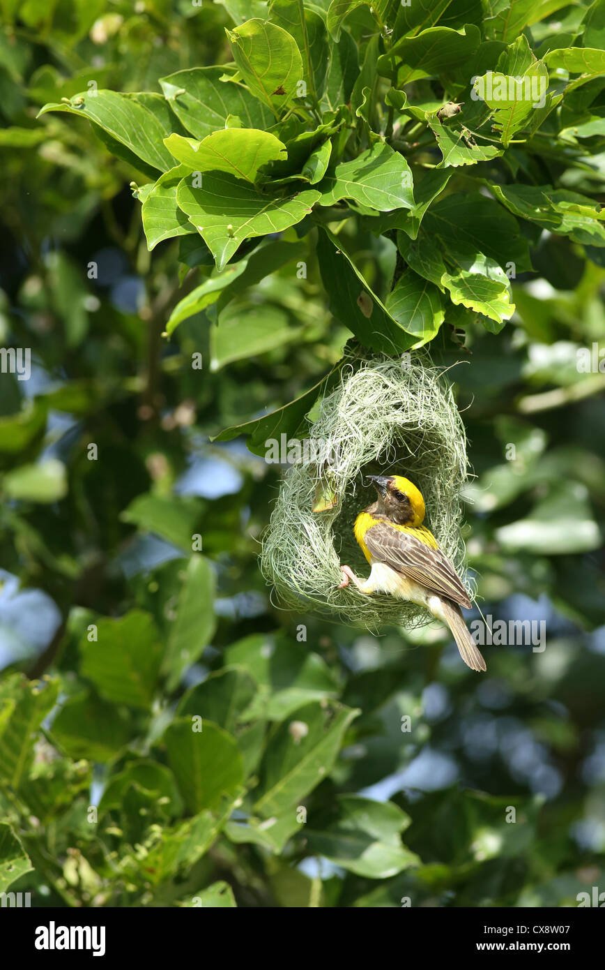 Baya Weaver maschio - Ploceus philippinus - Andhra Pradesh in India del Sud Foto Stock
