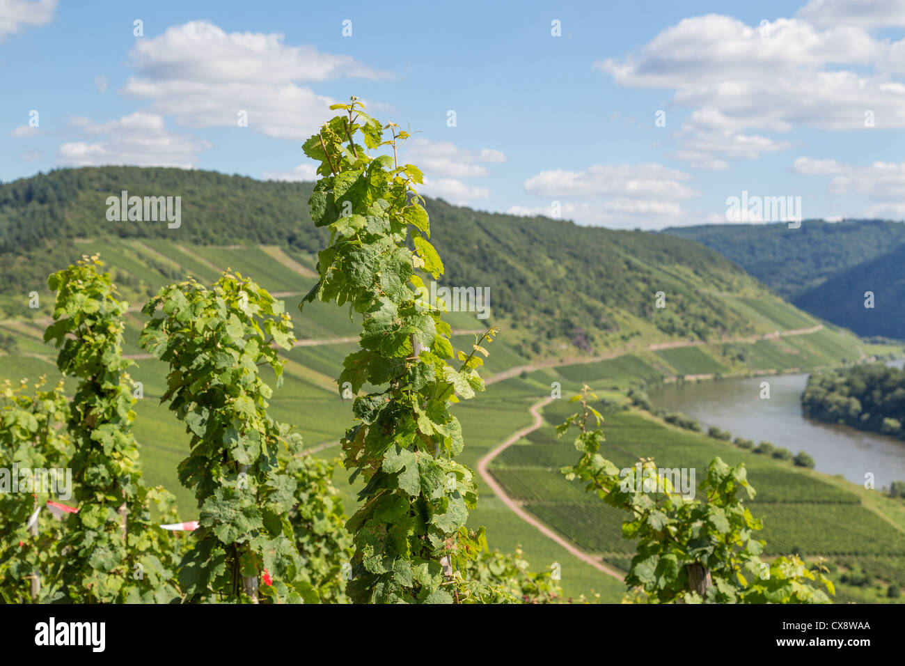 Vigneti lungo il fiume Mosella in Germania Foto Stock