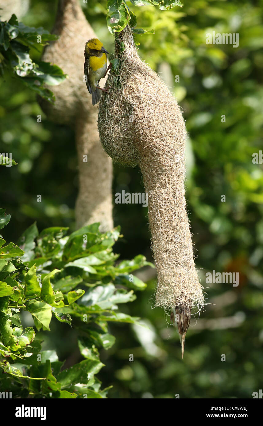 Baya Weaver giovane - femmina solo volare nel nido - Ploceus philippinus - Andhra Pradesh in India del Sud Foto Stock