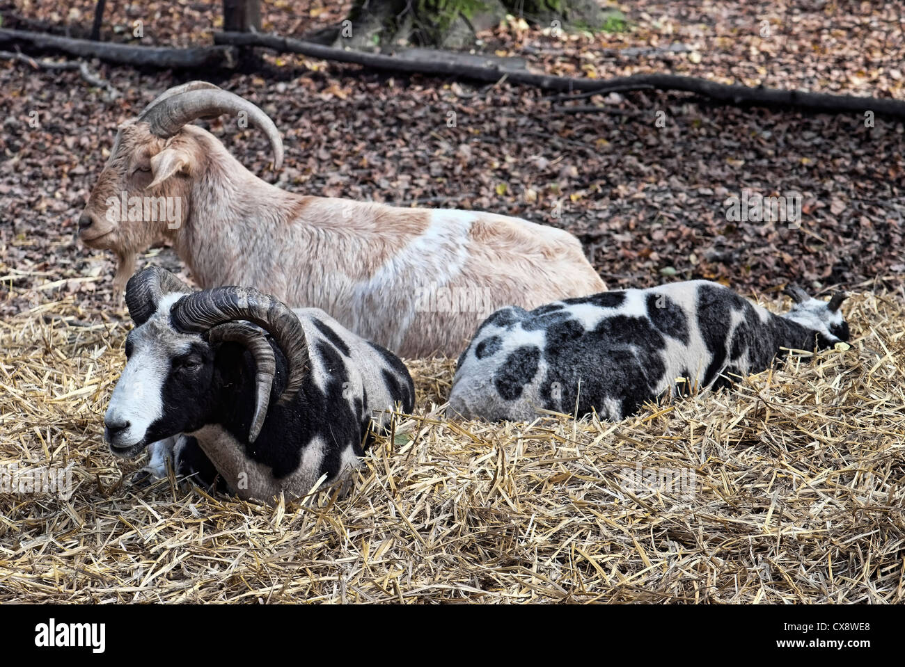 Una famiglia di capra su una fattoria all'aperto in Europa Foto Stock