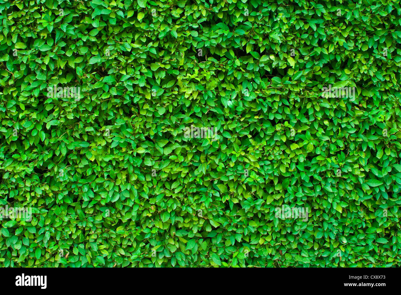 Siepe sfondo verde Foto Stock